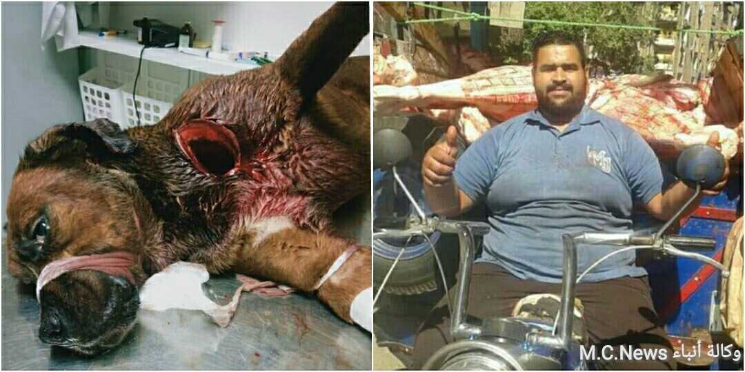 القضاء ينتصر للإنسانية "الحبس عامين لجزار الدقي" المتهم بذبح كلب وإصابة آخر بساطور